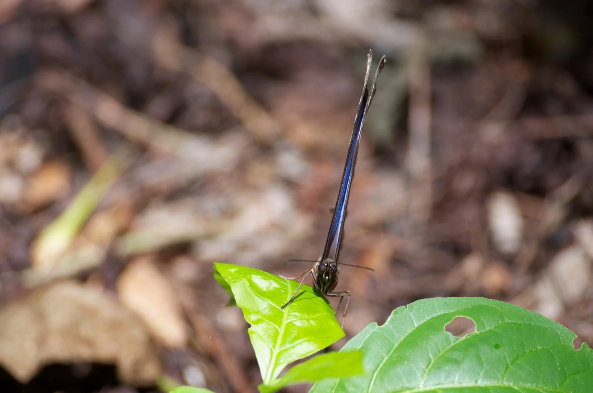 Mariposa azul