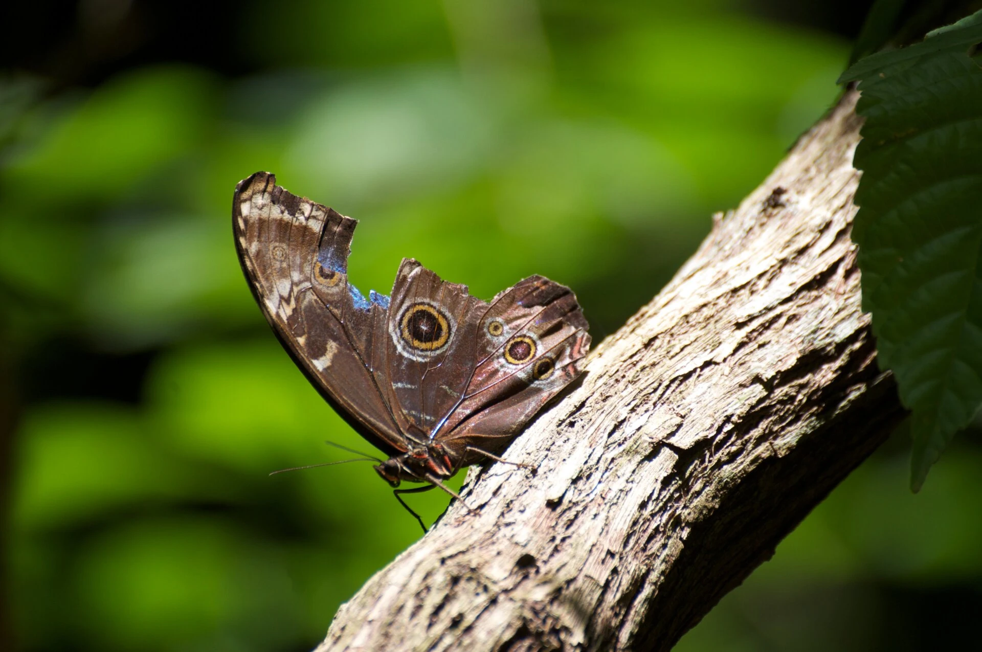 Mariposa azul #2