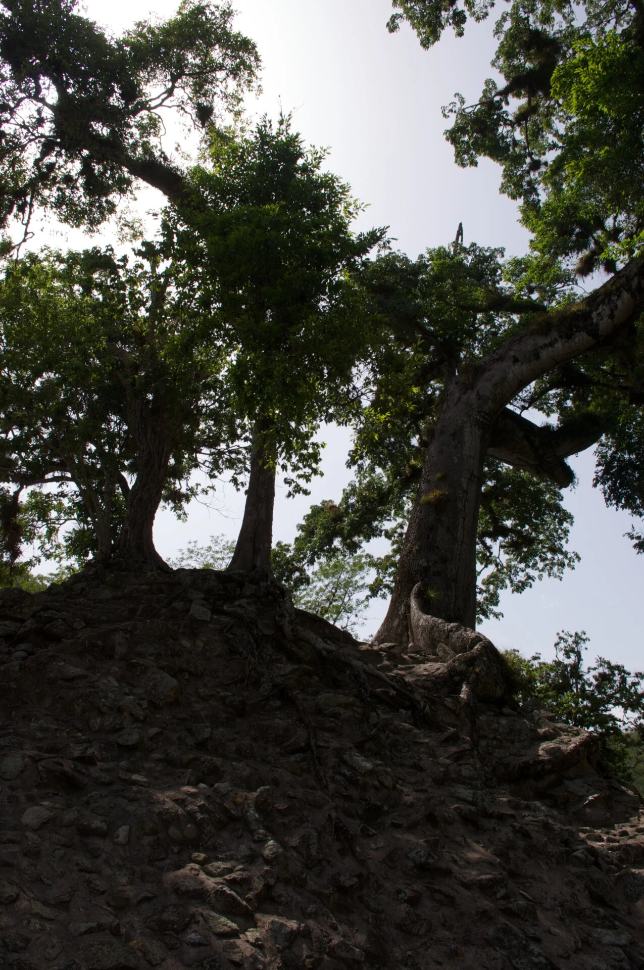 Force de la nature