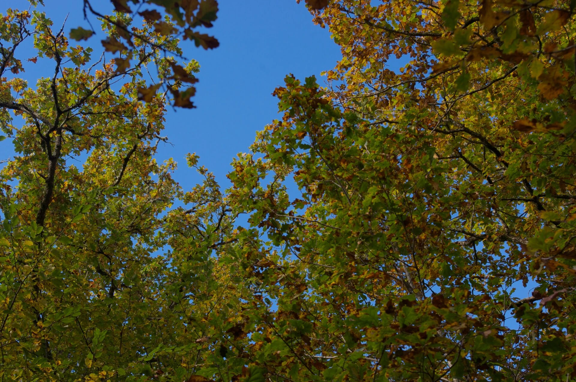 Couleurs d'automne #2
