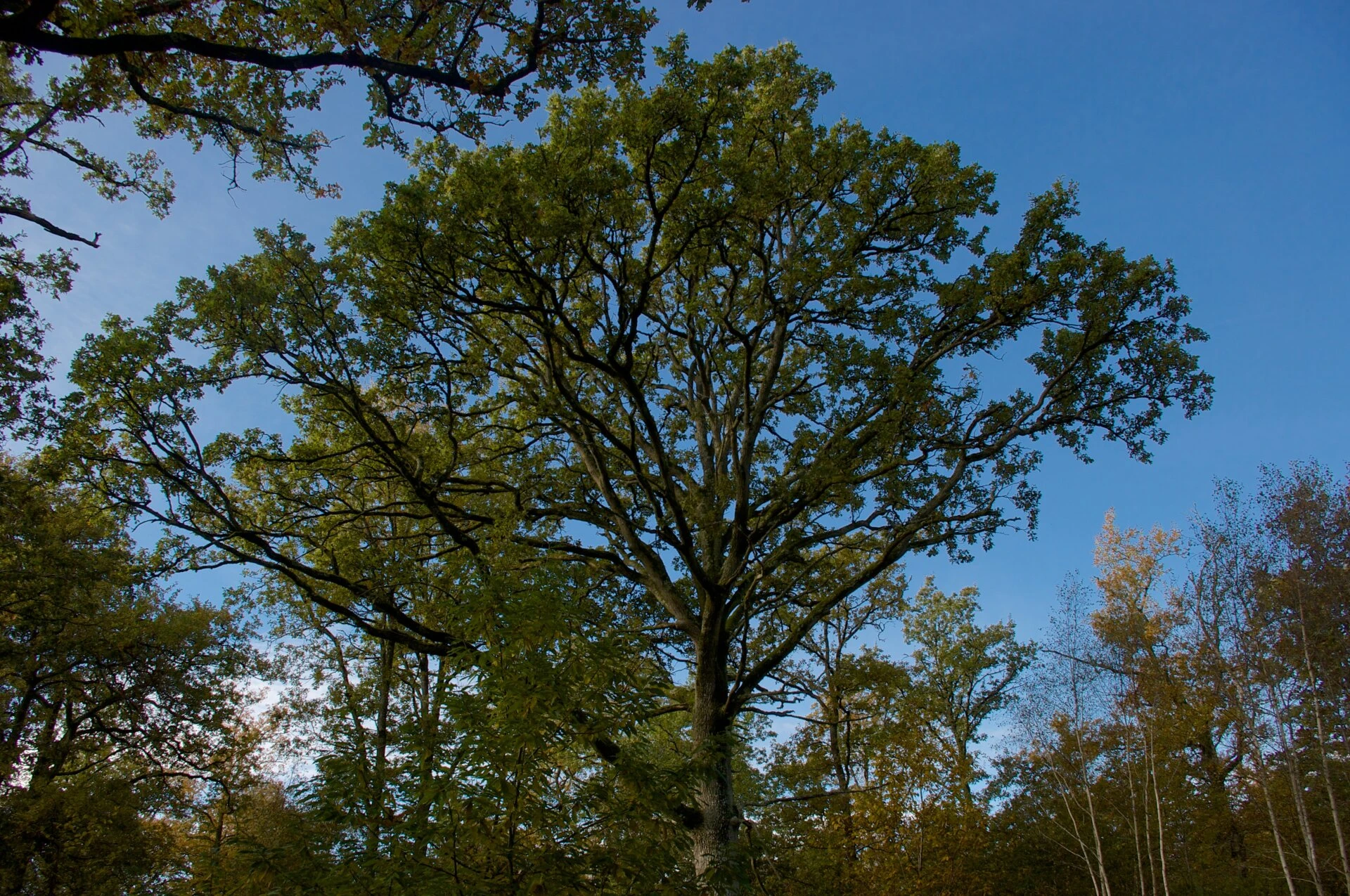Arbre en majesté