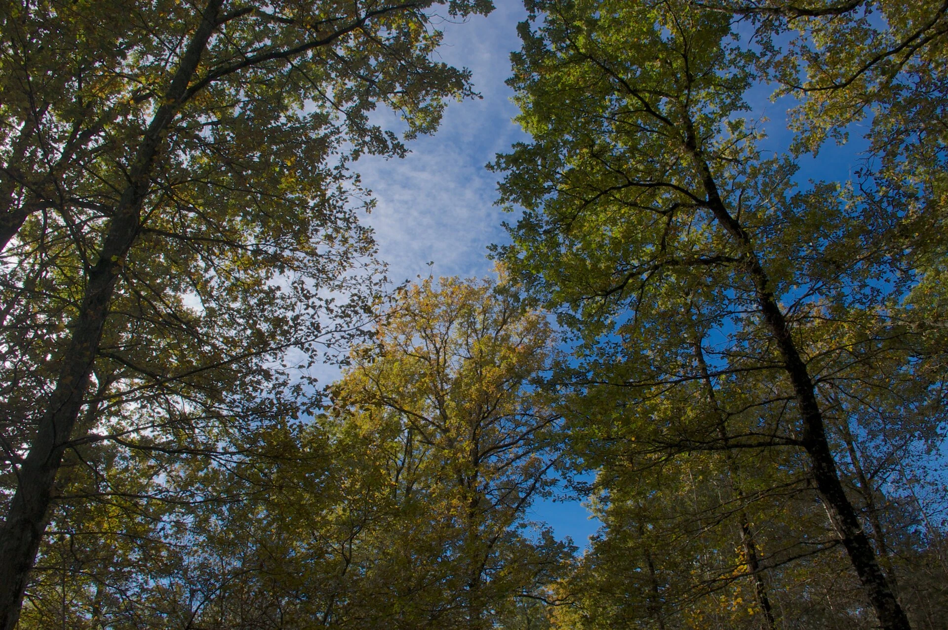 Couleurs d'automne #3