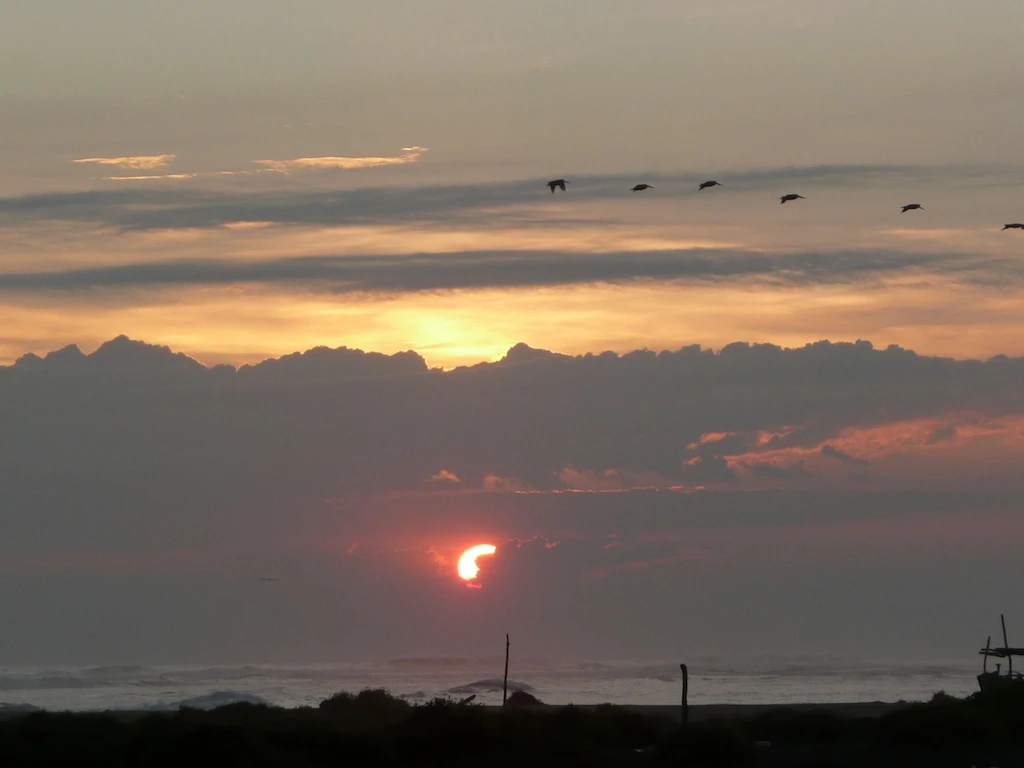 Birds Squadron