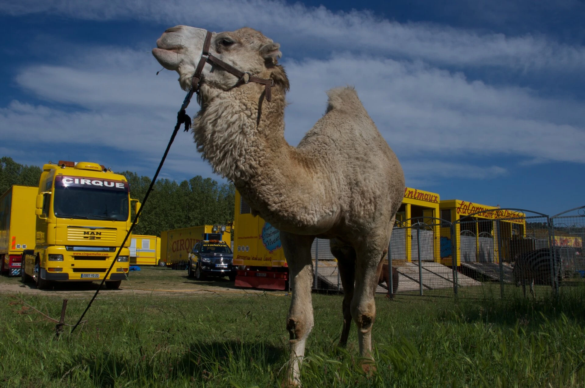 La caravane des animaux