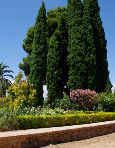 Promenade des cyprès