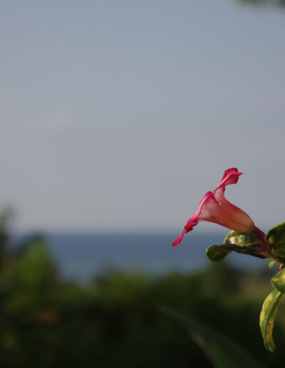 Peaceful land
