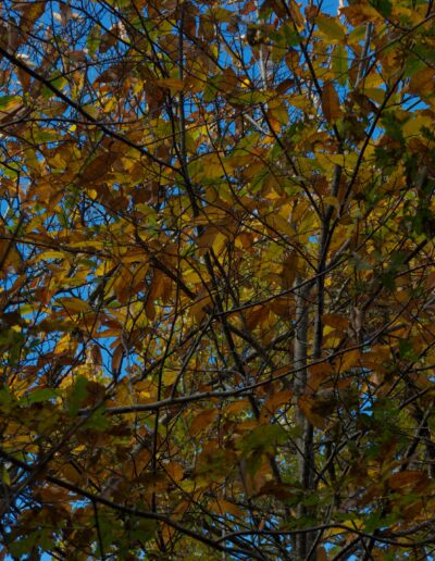 Couleurs d'automne