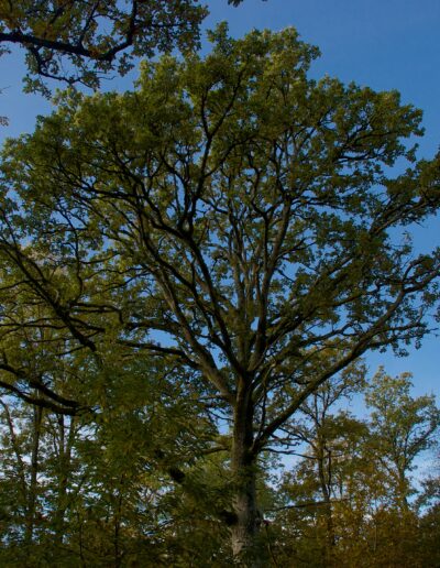 Arbre en majesté