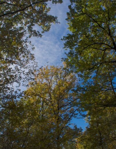 Couleurs d'automne #3