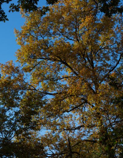 Couleurs d'automne #4