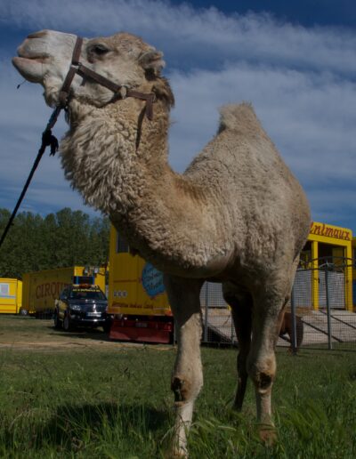 La caravane des animaux