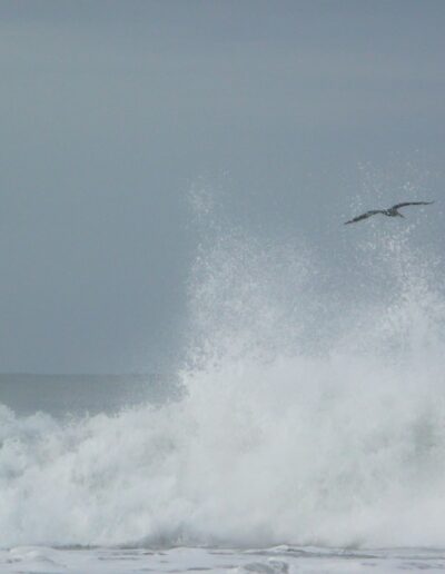 Flying Bird